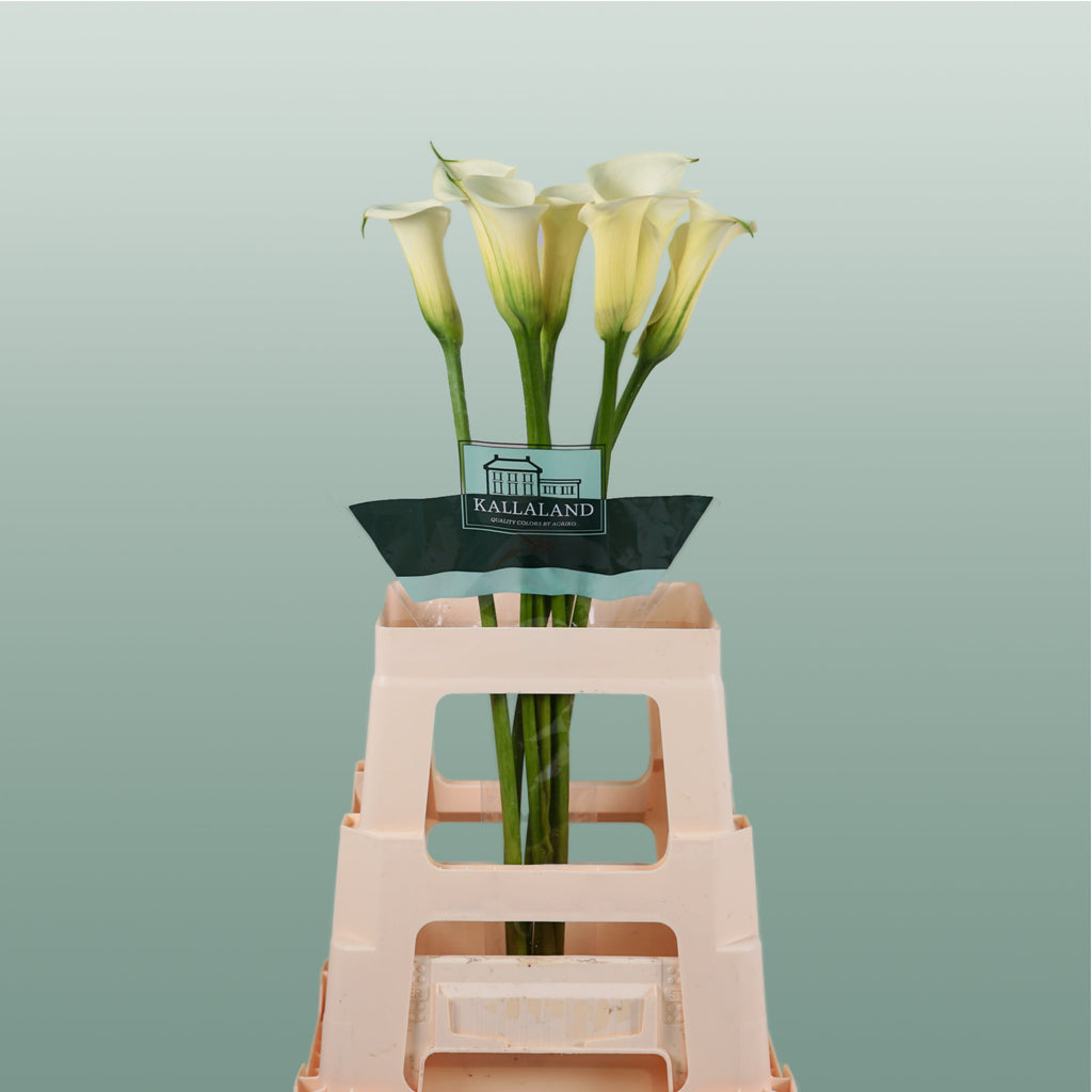 Calla Lily - Zantedeschia