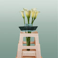 Calla Lily - Zantedeschia