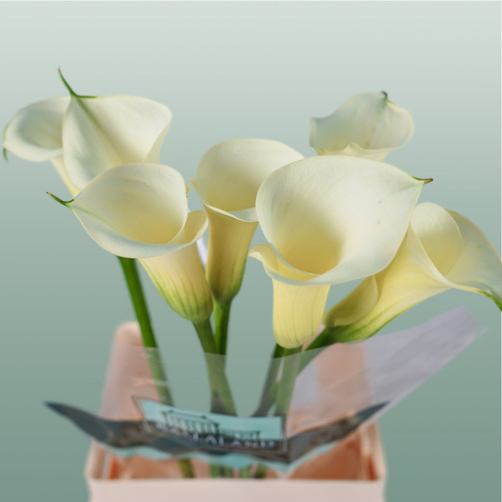 Calla Lily - Zantedeschia