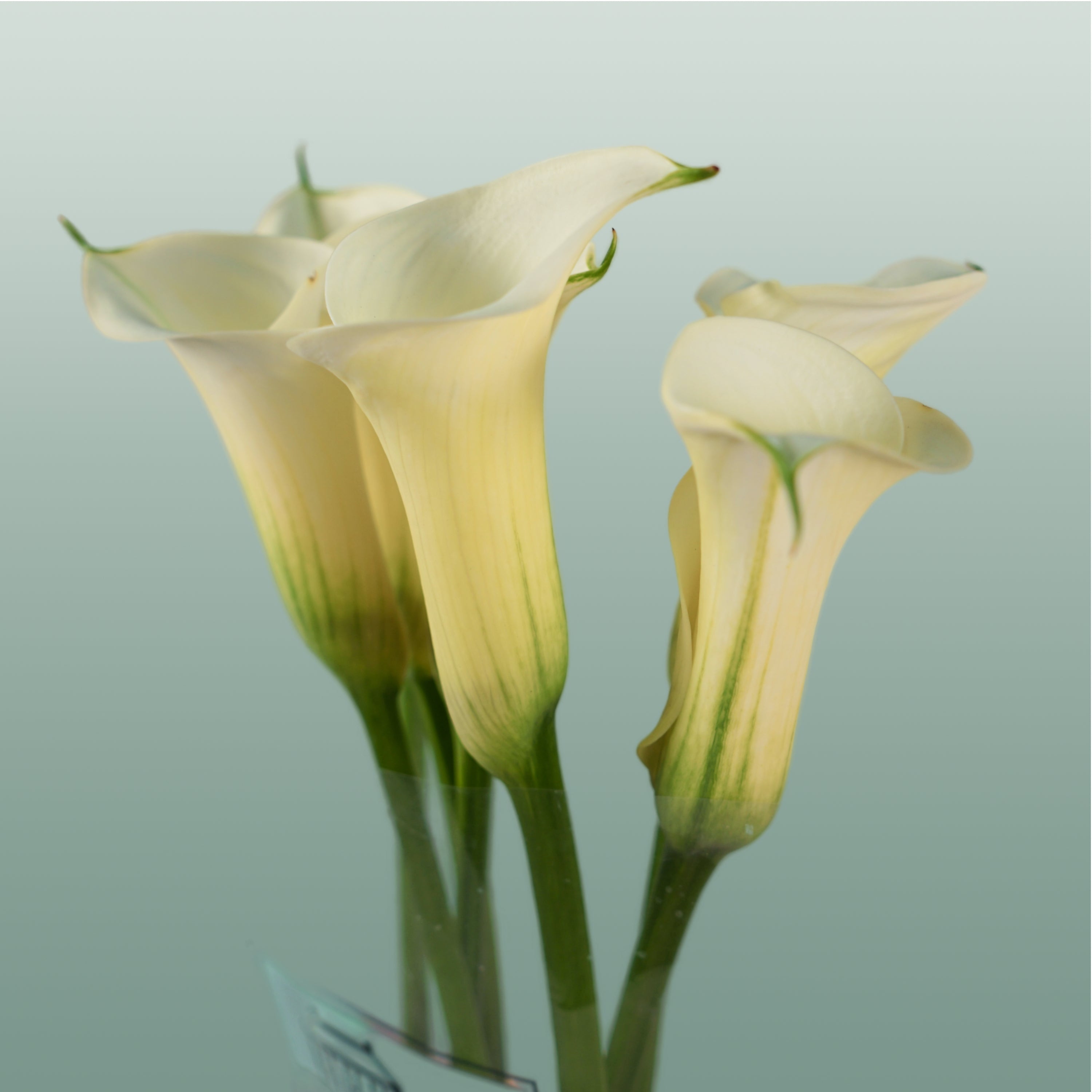 Calla Lily - Zantedeschia