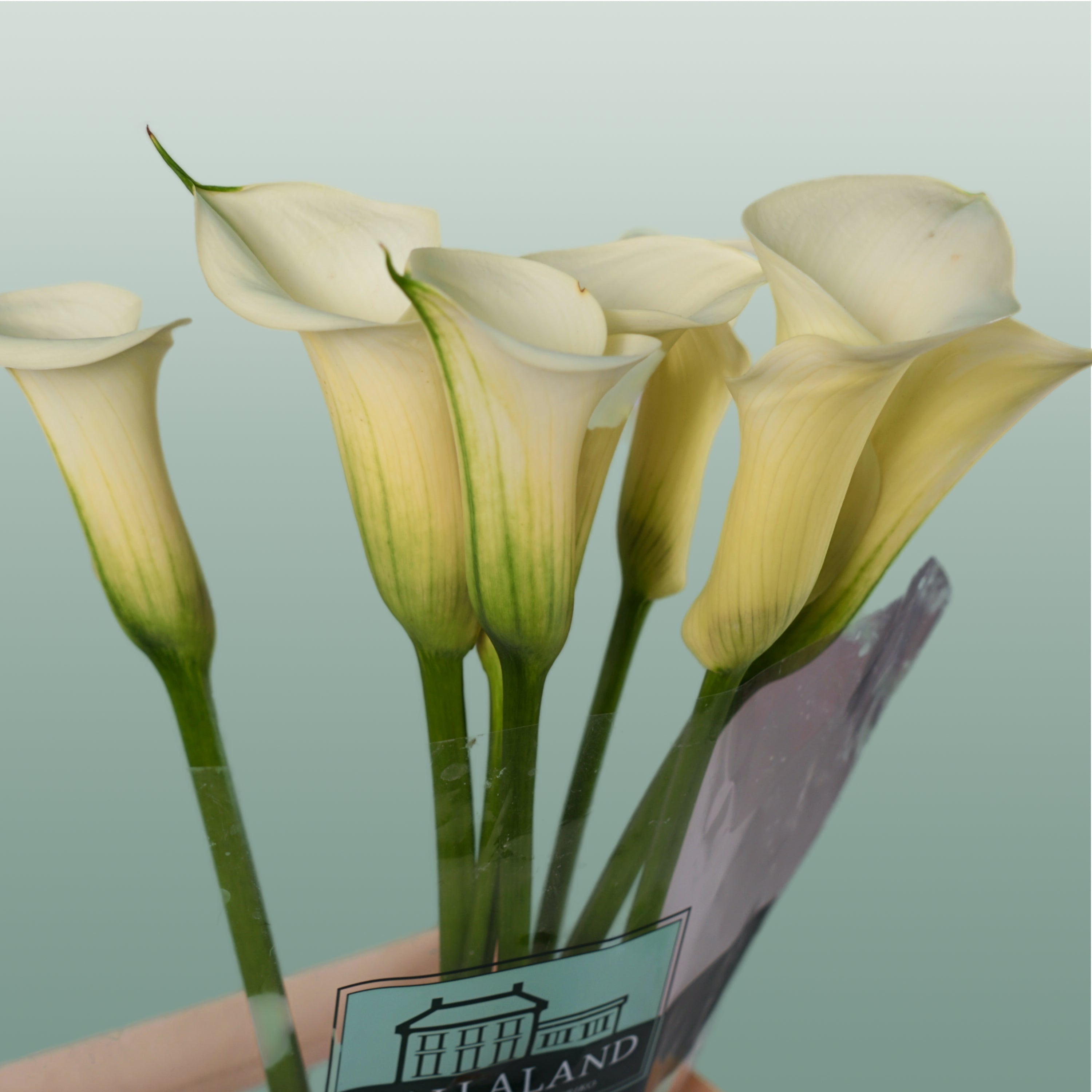 Calla Lily - Zantedeschia