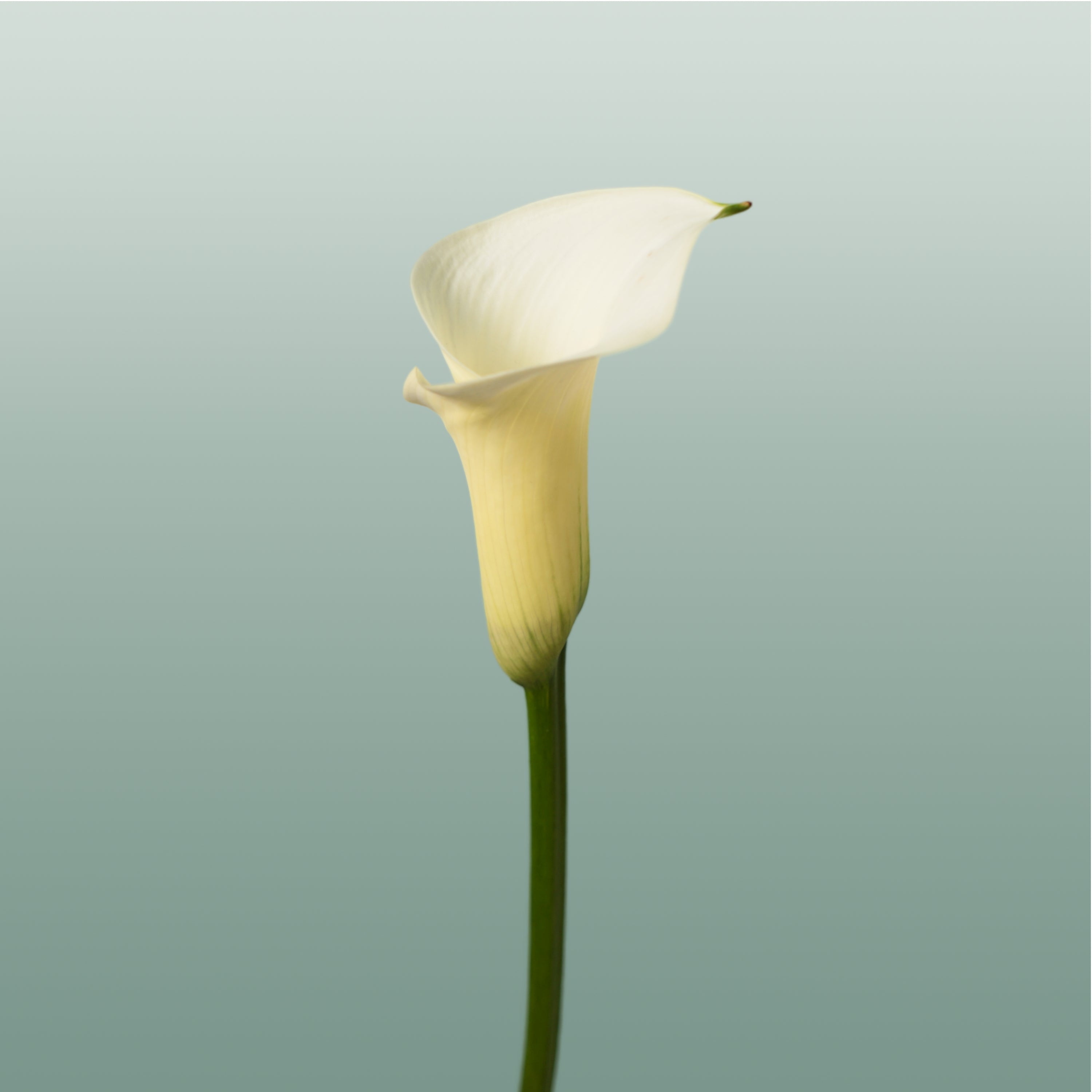 Calla Lily - Zantedeschia