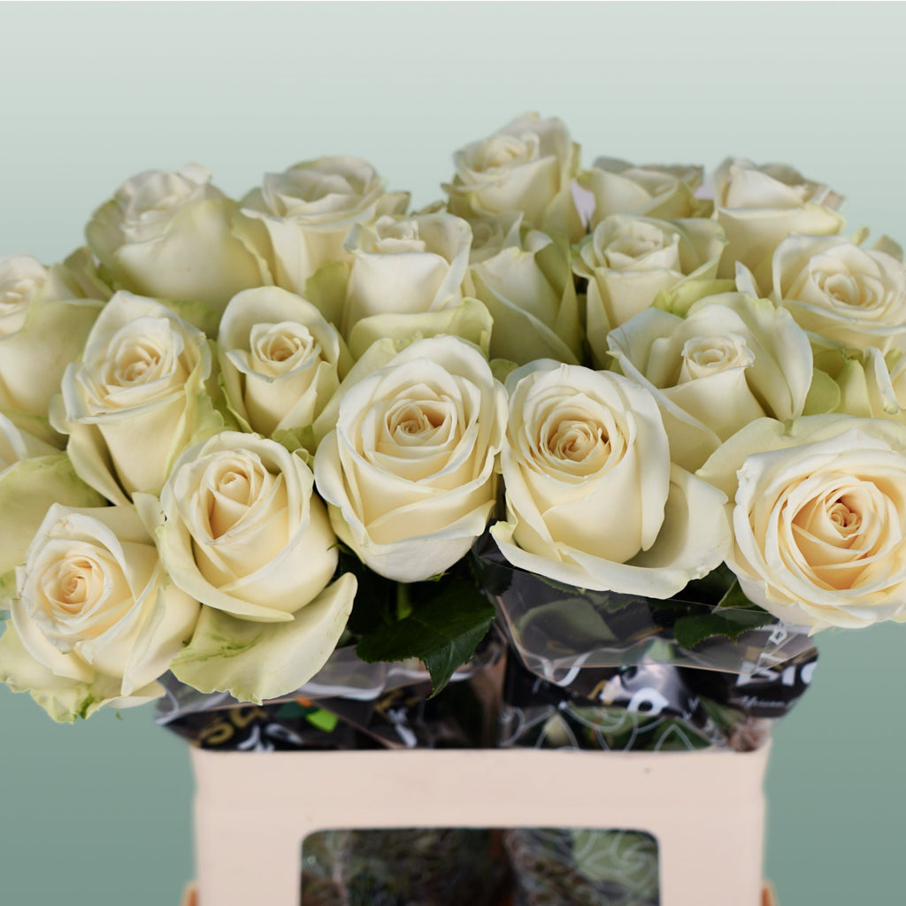 Rose - Snowstorm+
