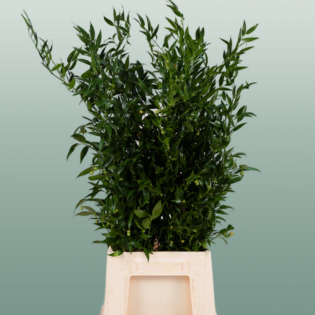 Ruscus Soft