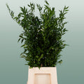 Ruscus Soft