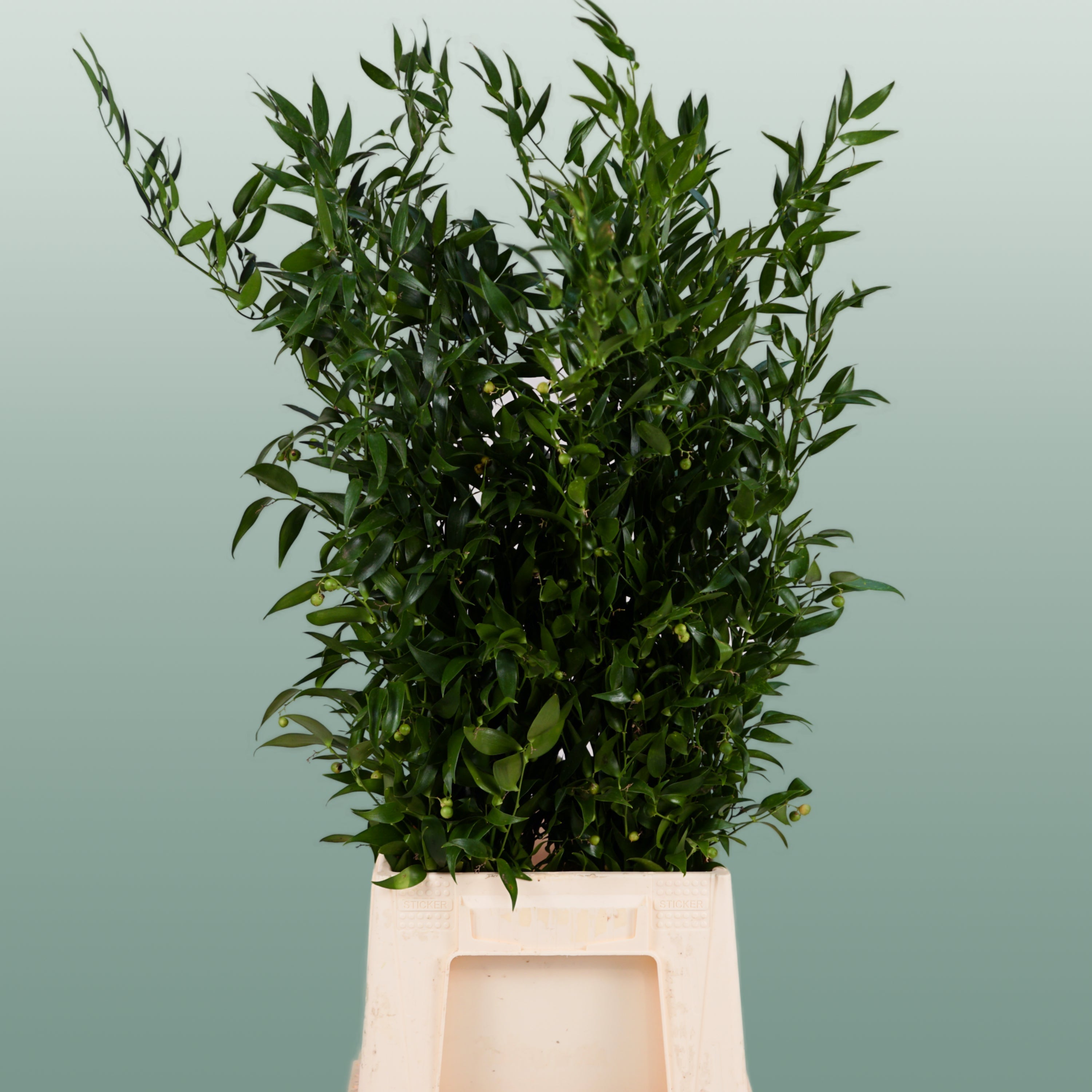 Ruscus Soft