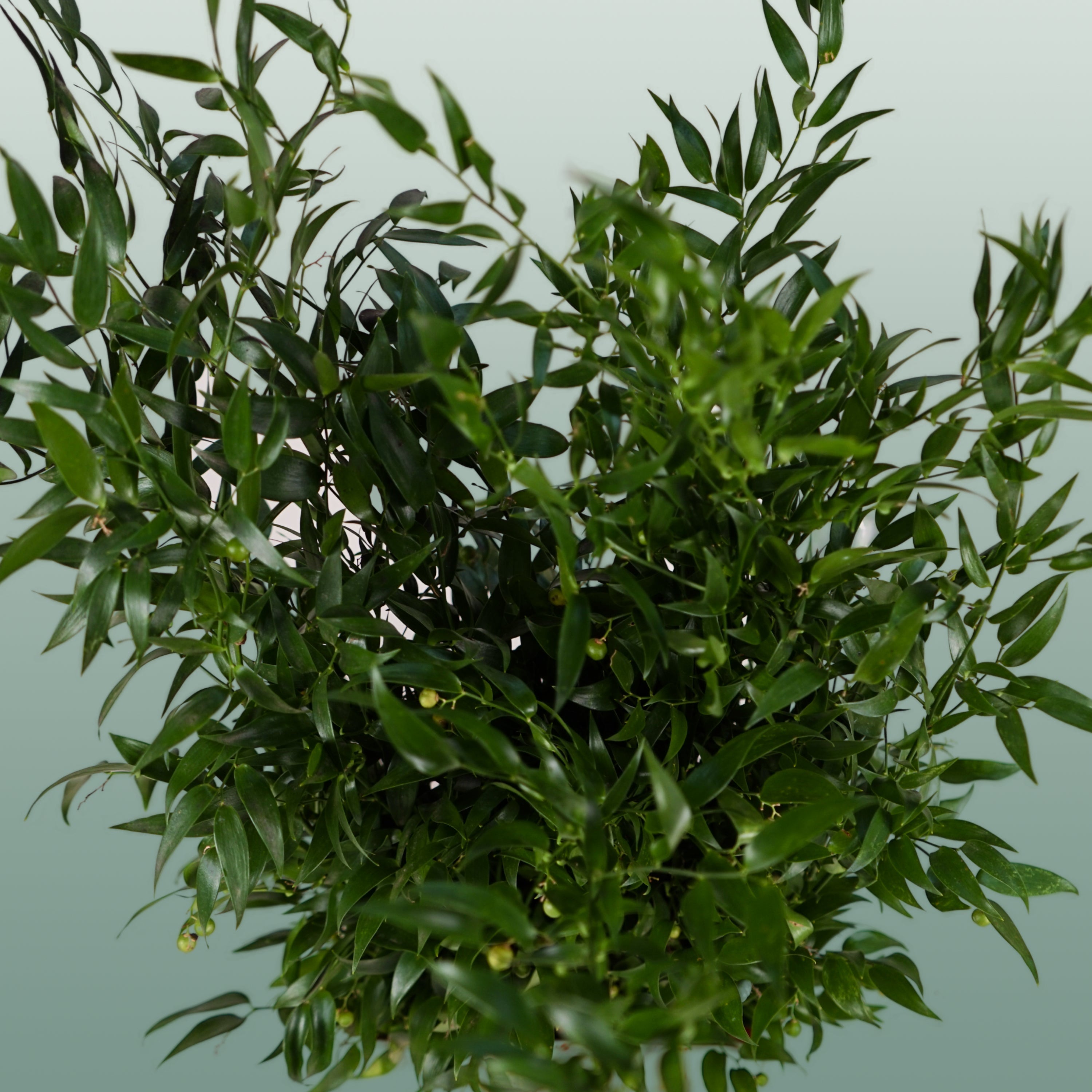 Ruscus Soft