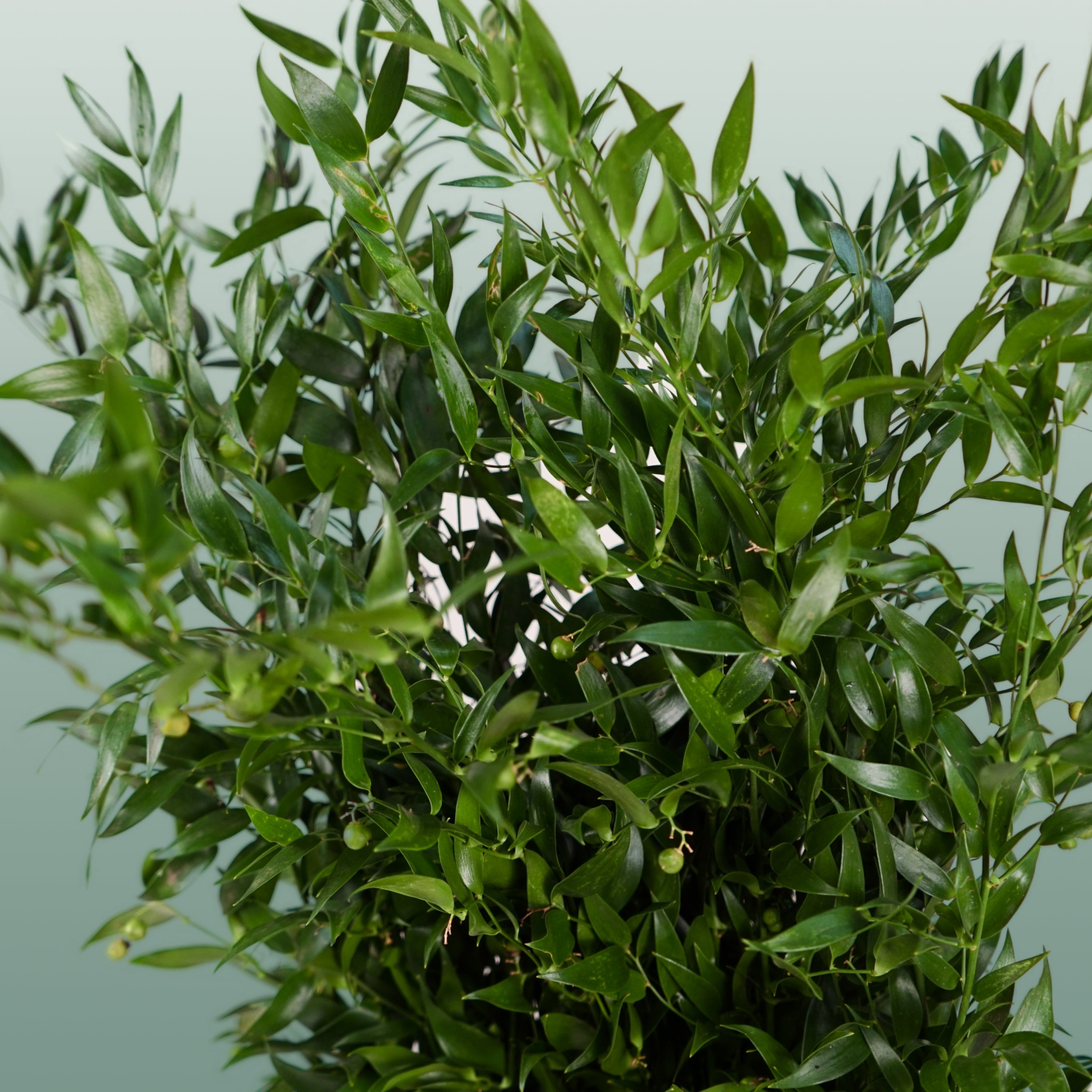 Ruscus Soft
