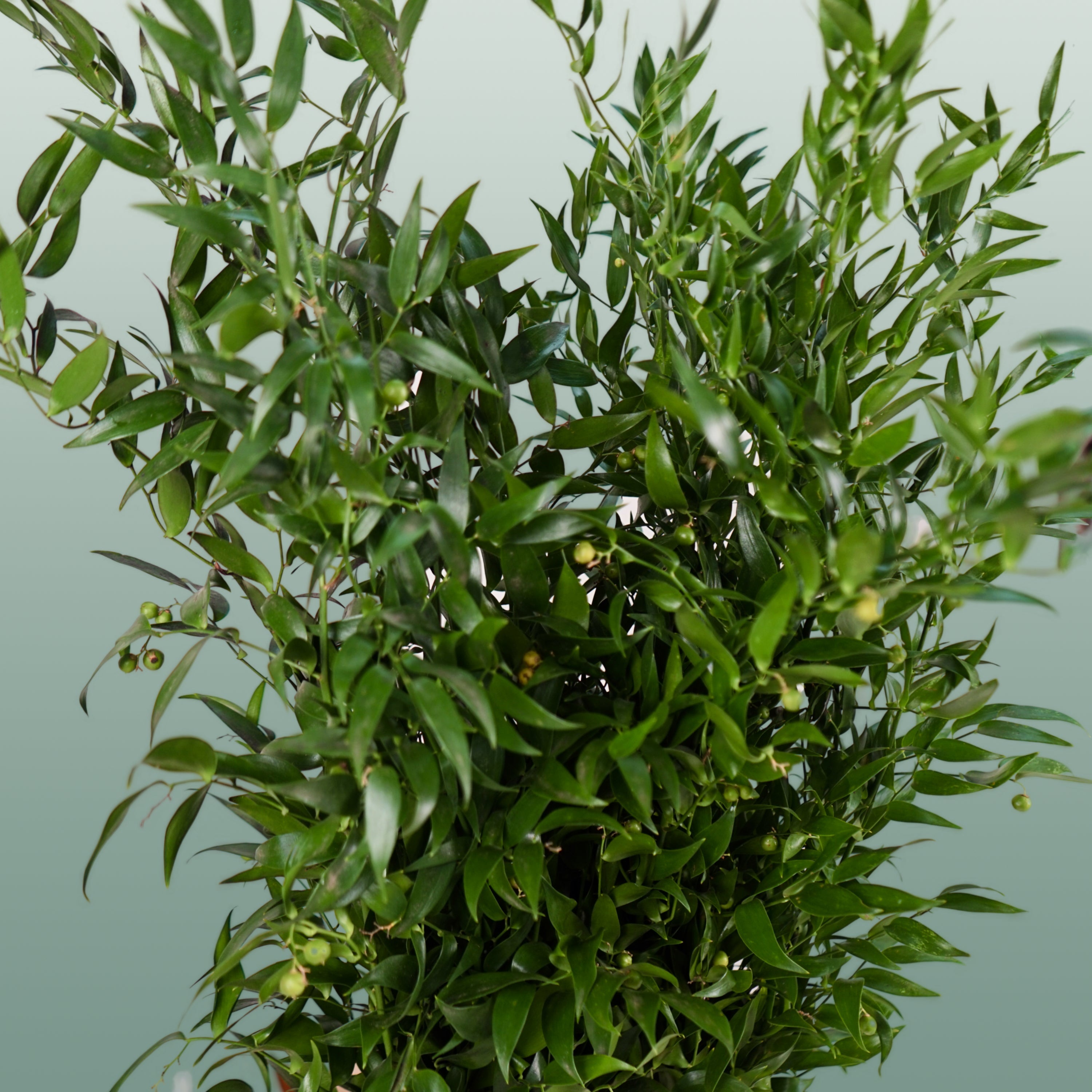 Ruscus Soft