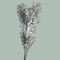 GR Ruscus Soft Dyed Silver