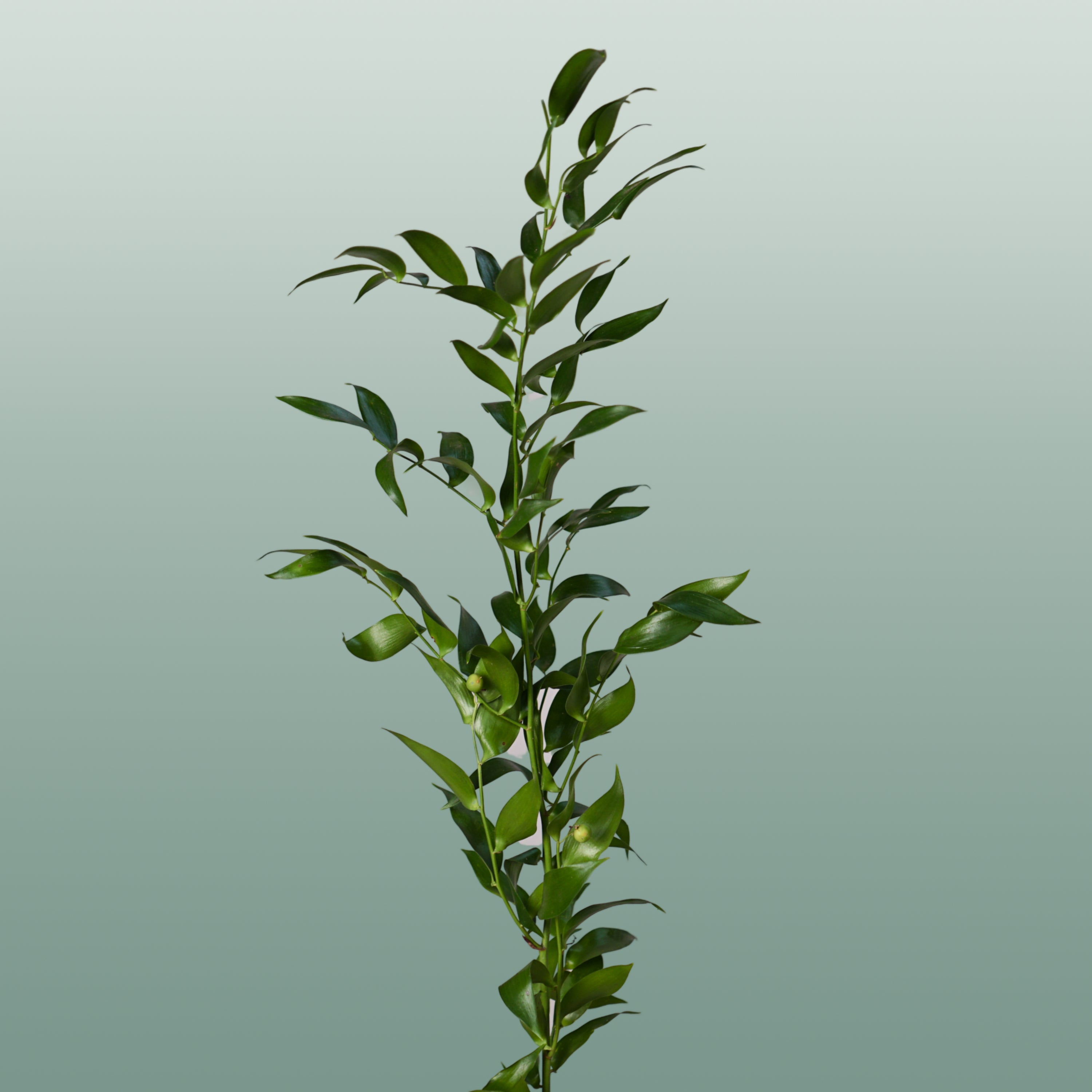 Ruscus Soft
