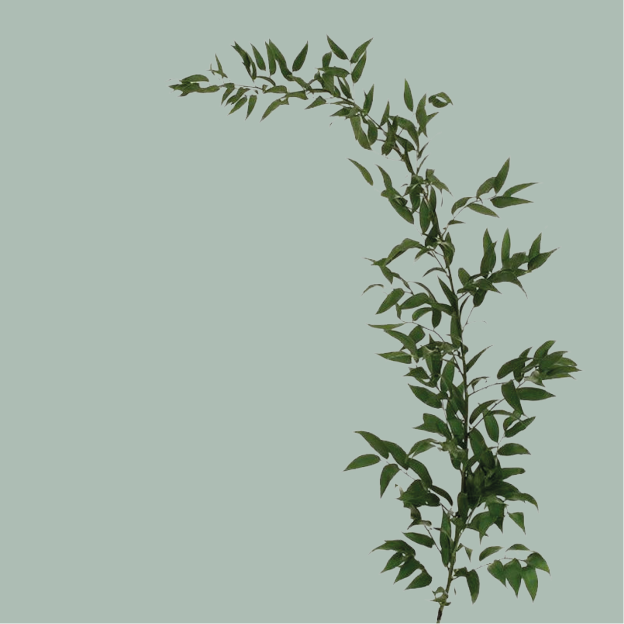 GR Mixed Foliage Box