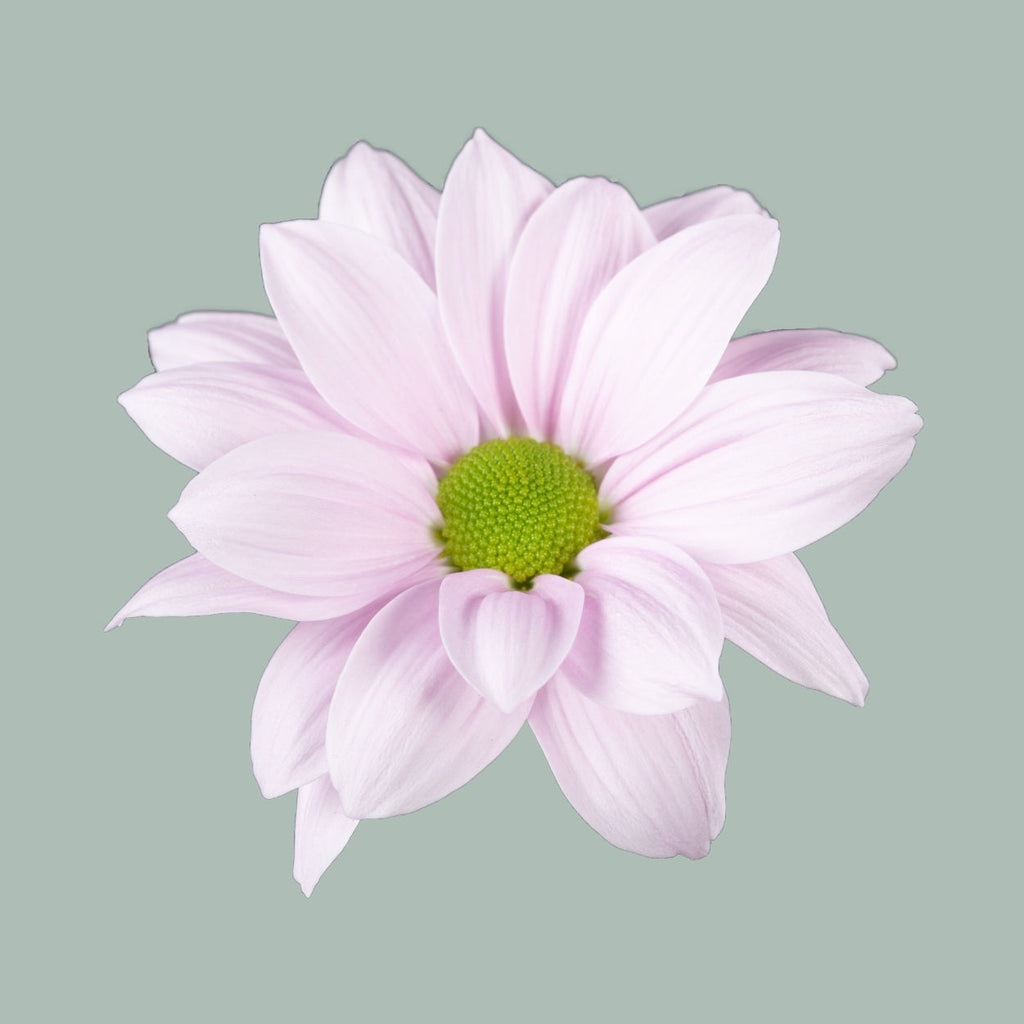 Chrysanthemum Spray Softone