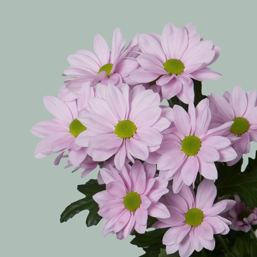 Chrysanthemum Spray Softone