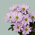 Chrysanthemum Spray Softone