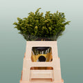 Solidago ‘Glory’ Yellow Flower Stems – 70cm