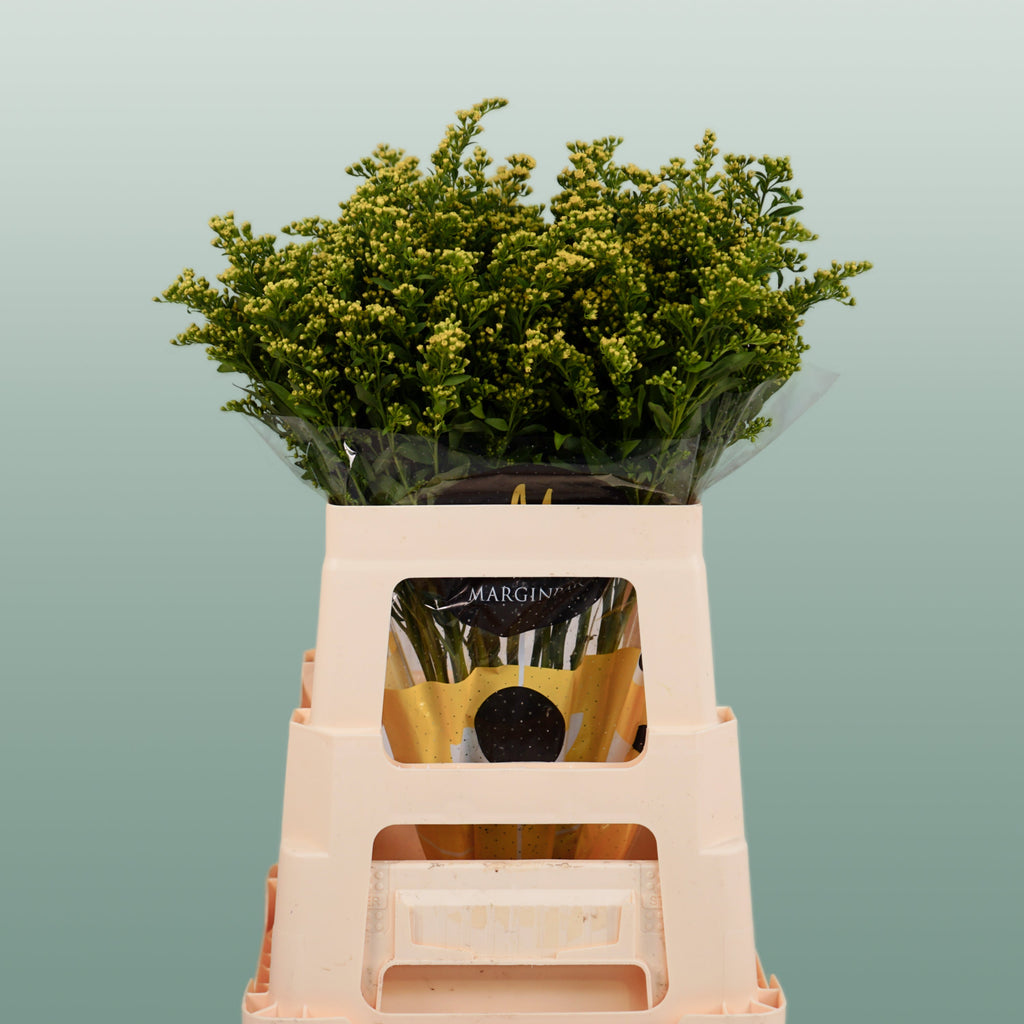 Filler Mixed Box