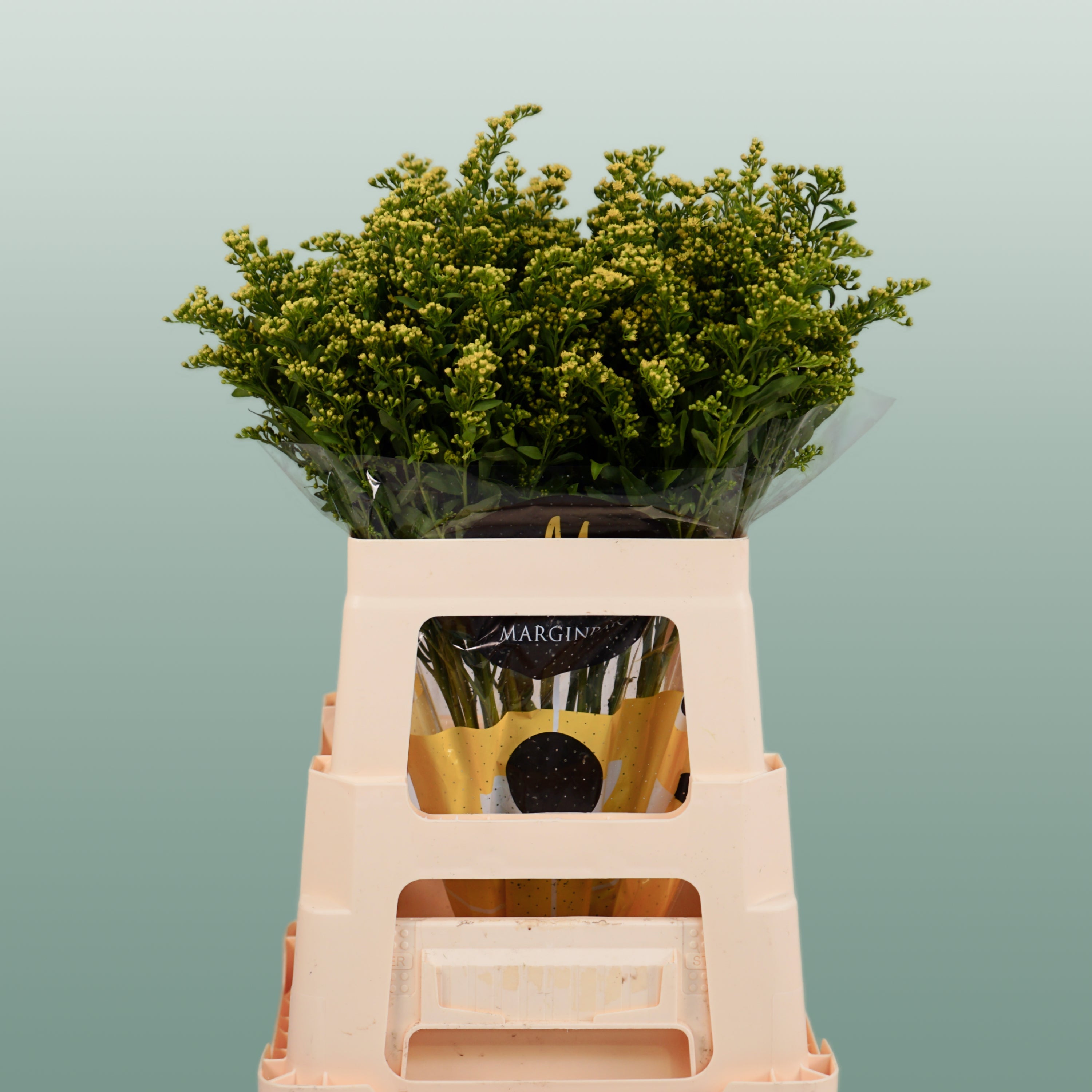 Filler Mixed Box