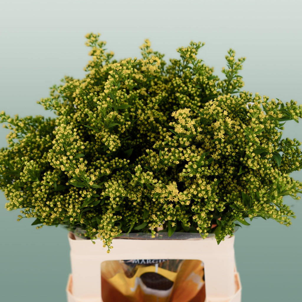 Solidago ‘Glory’ Yellow Flower Stems – 70cm