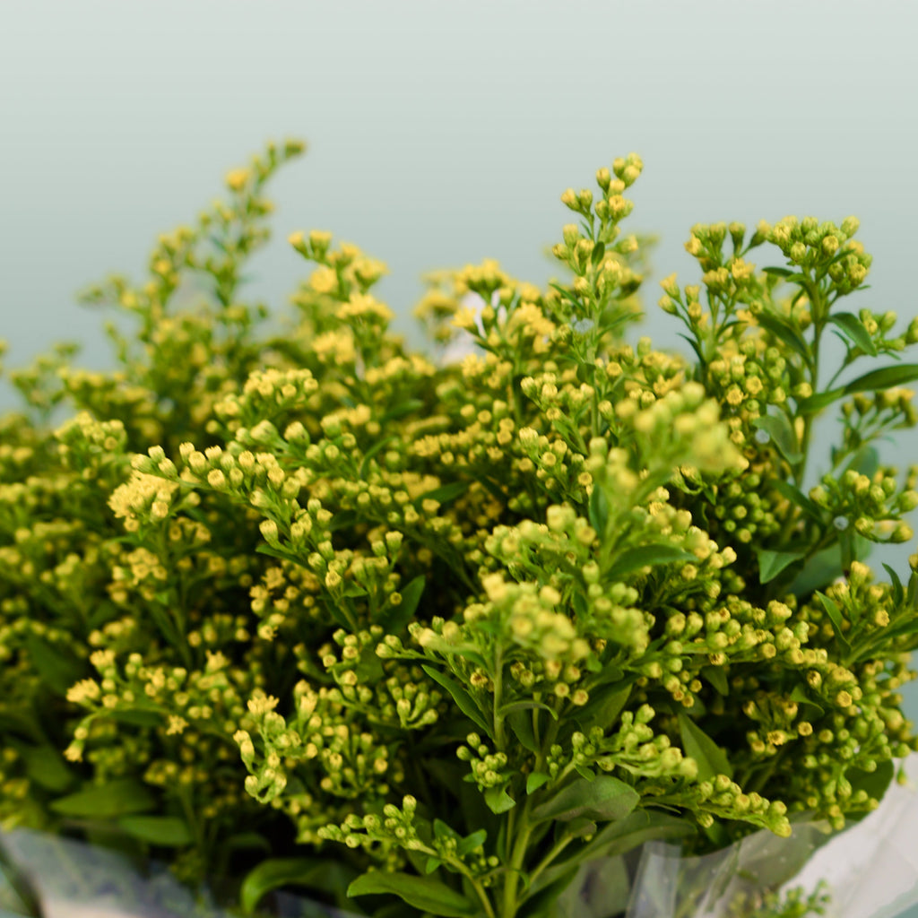 Solidago ‘Glory’ Yellow Flower Stems – 70cm