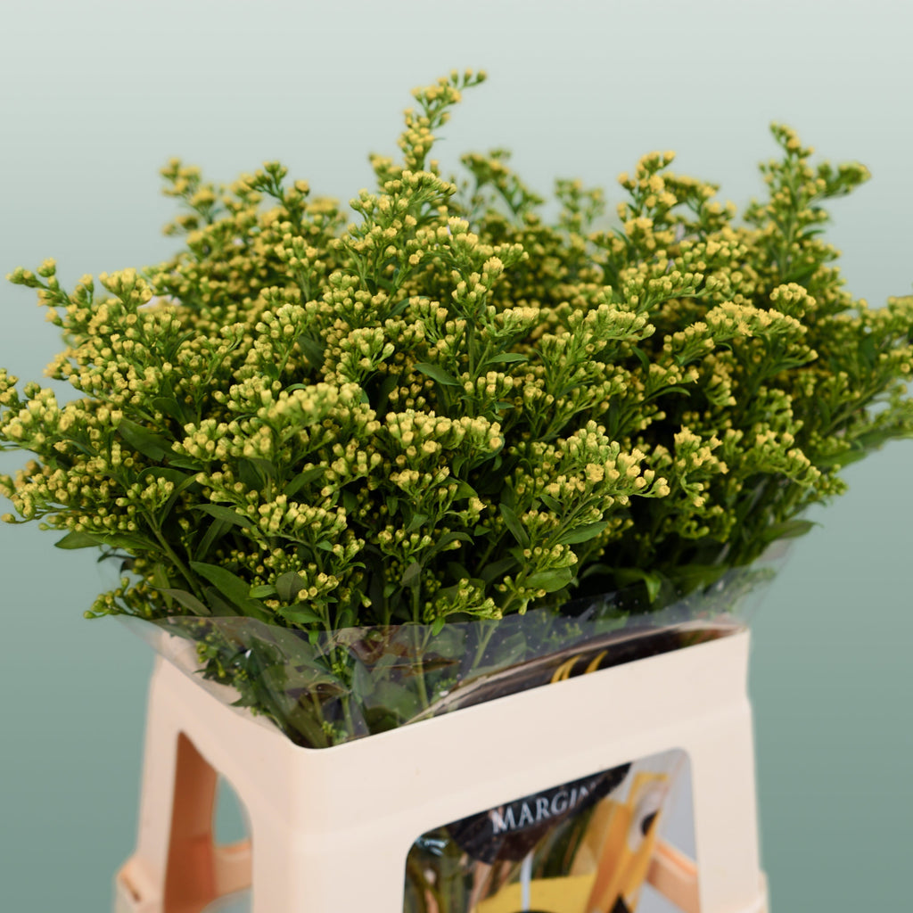 Solidago ‘Glory’ Yellow Flower Stems – 70cm