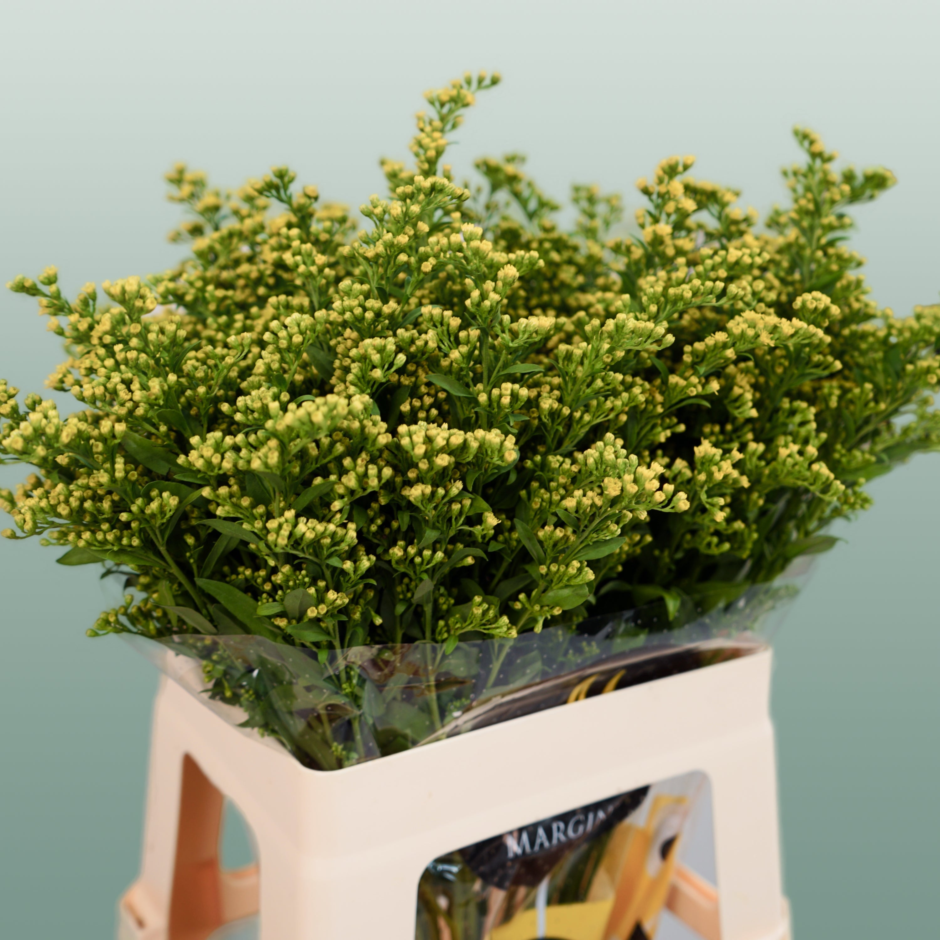 Solidago ‘Glory’ Yellow Flower Stems – 70cm