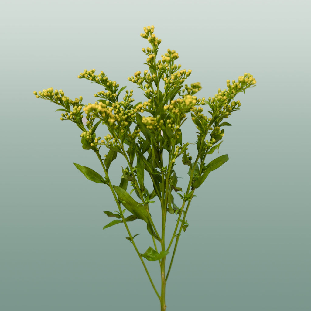 Solidago ‘Glory’ Yellow Flower Stems – 70cm