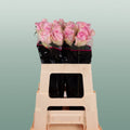 Rose - Rosa - Avalanche Sorbet+