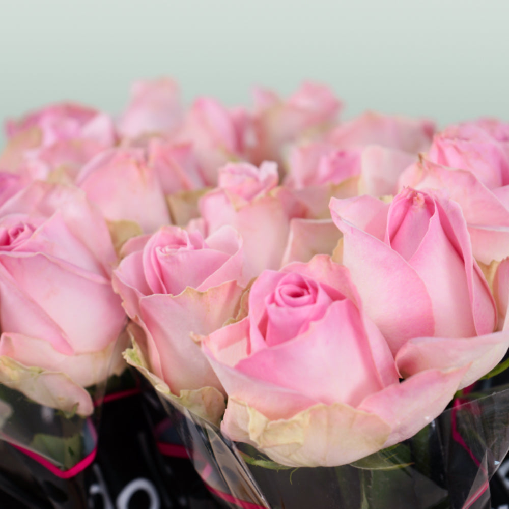 Rose - Rosa - Avalanche Sorbet+