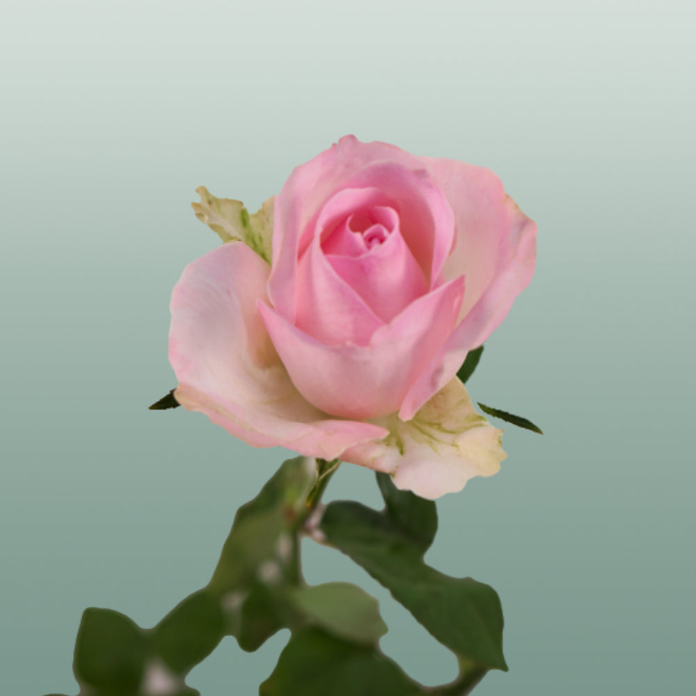 Rose - Rosa - Avalanche Sorbet+