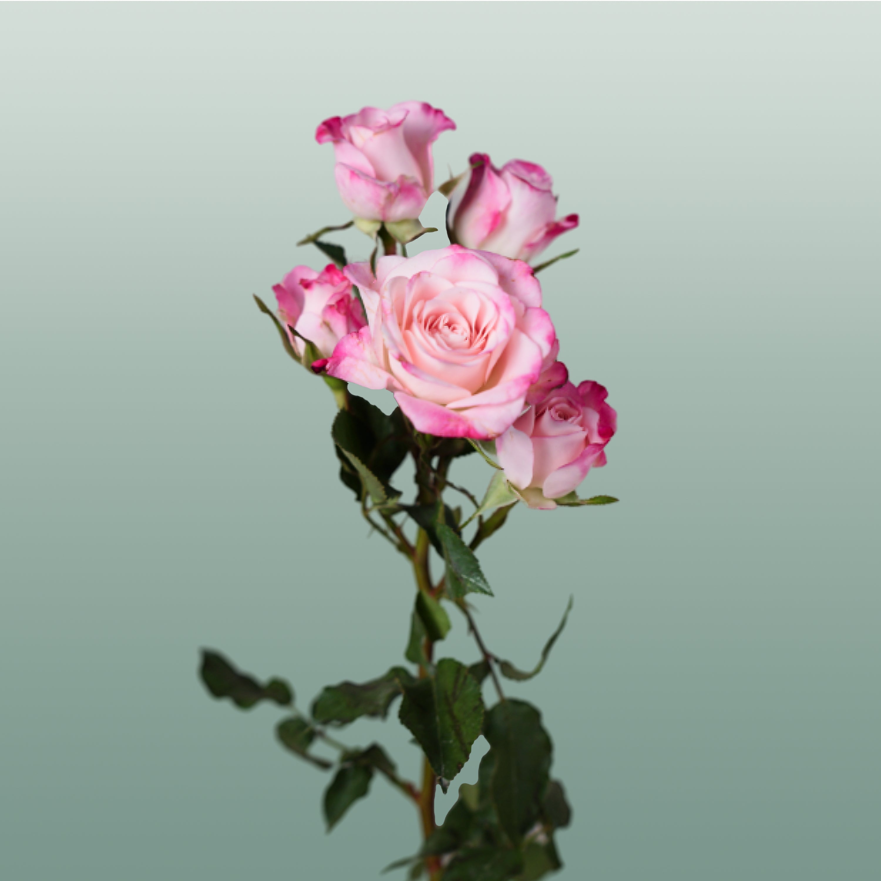 Spray Rose Speaking Blossoms
