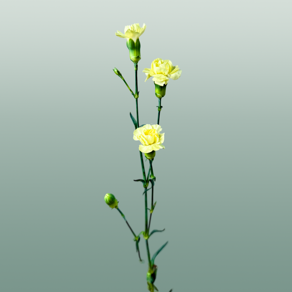 Carnation Spray Ceasar (20 Stems)