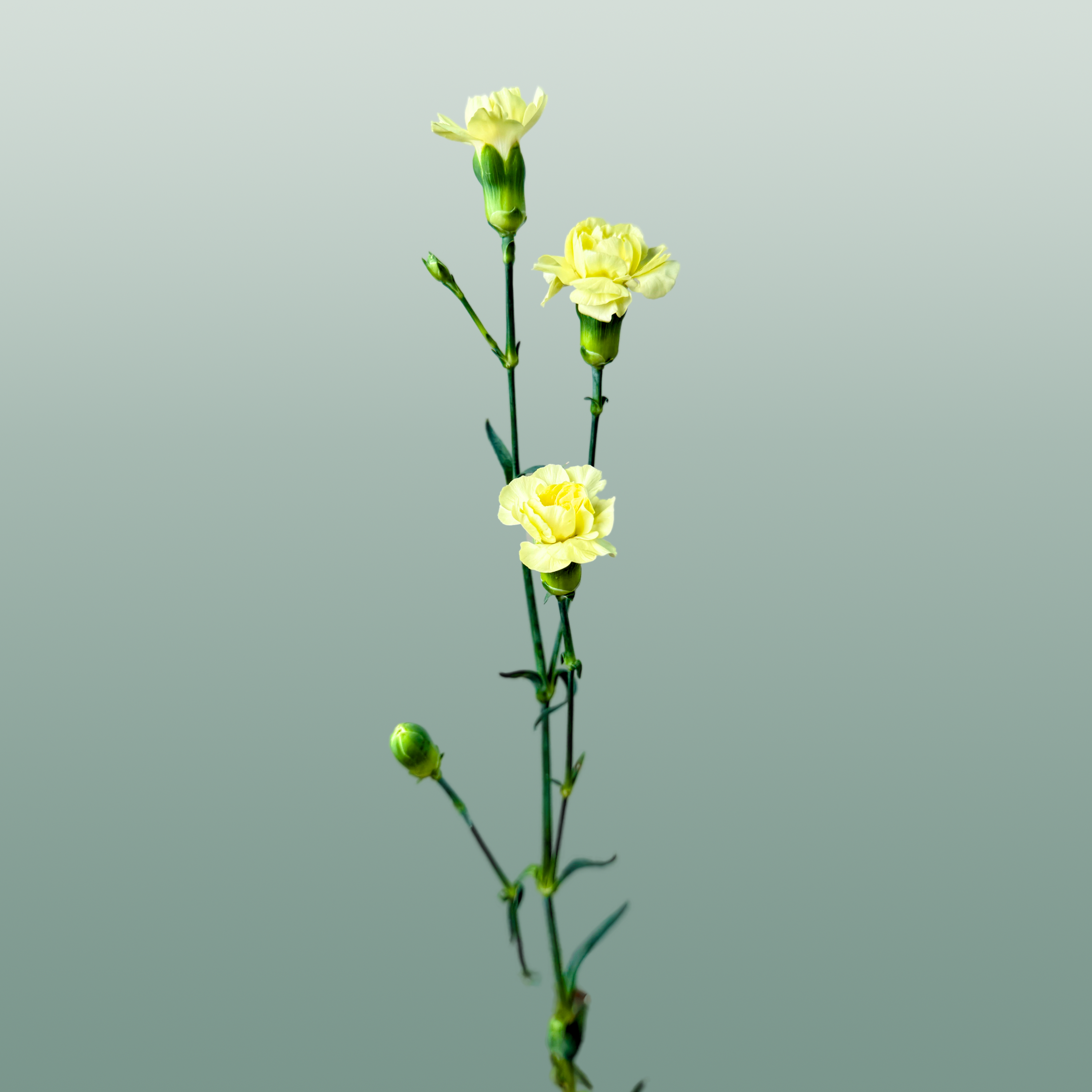 Carnation Spray Ceasar (20 Stems)