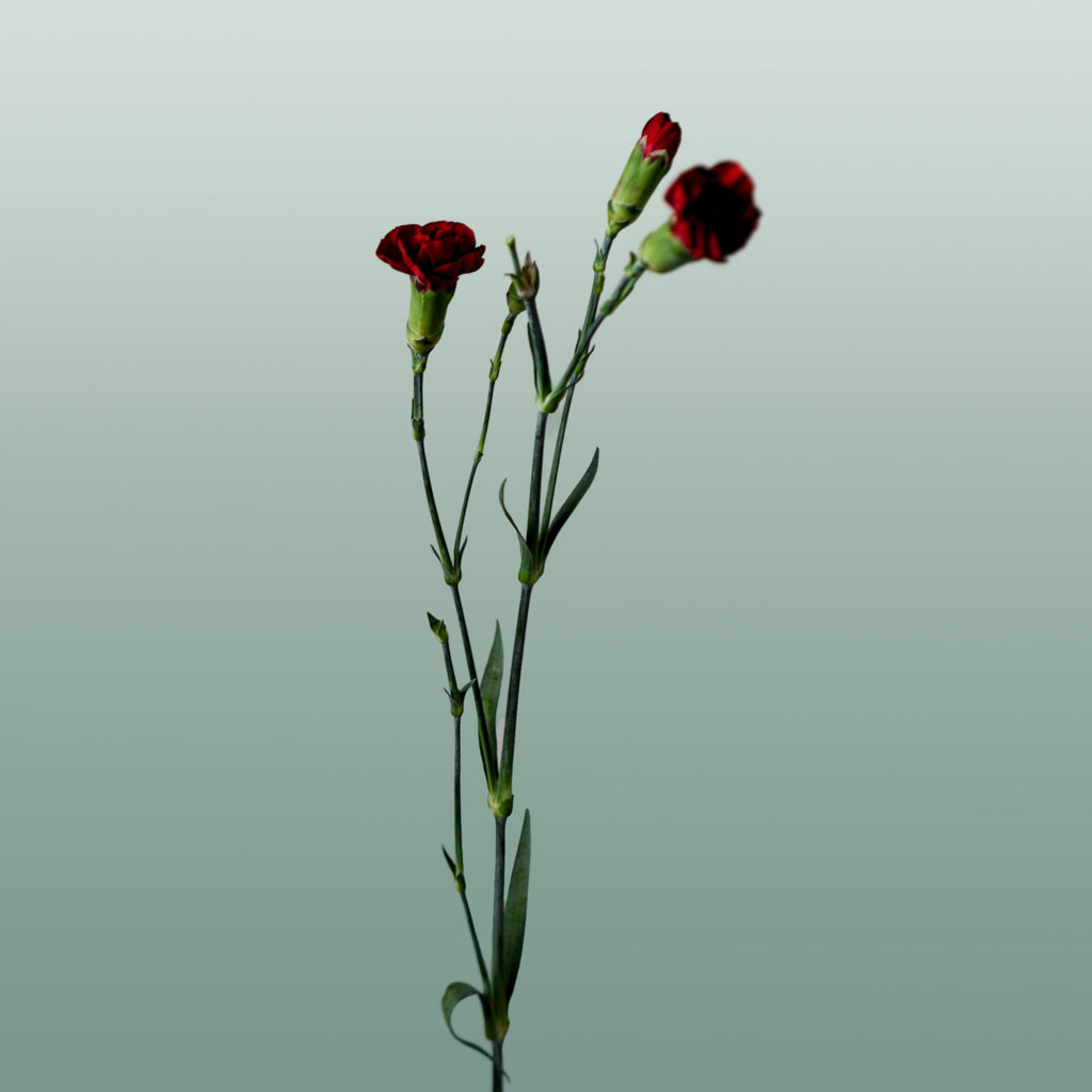 Carnation Spray Chateau