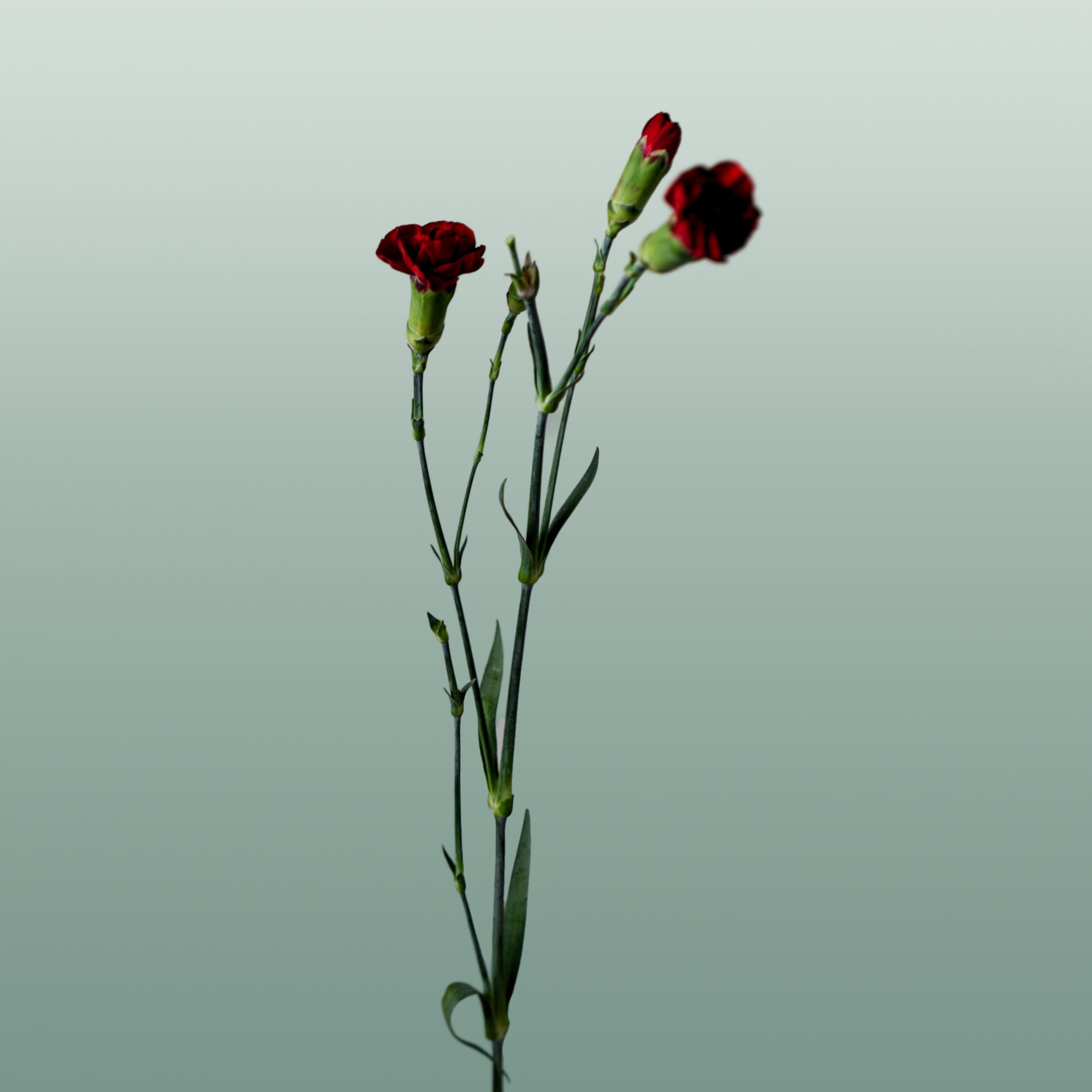 Carnation Spray Chateau