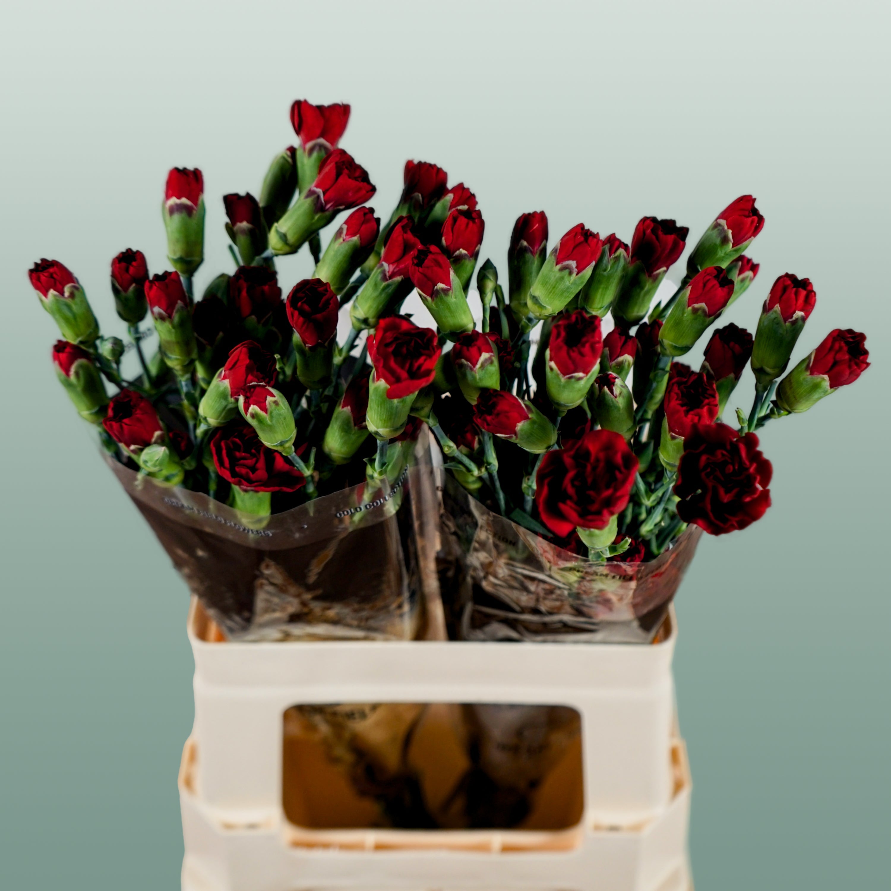 Carnation Spray Chateau