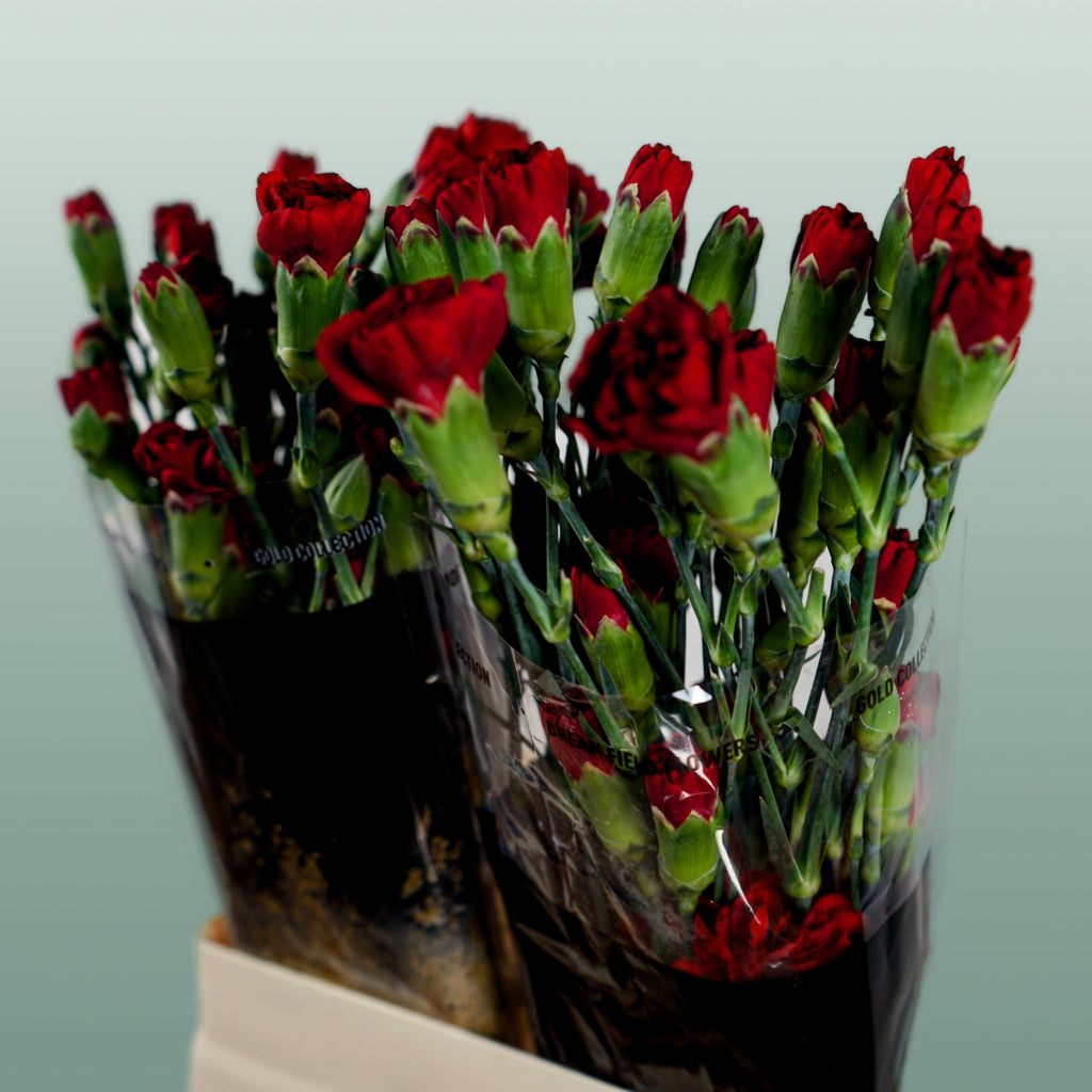 Carnation Spray Chateau