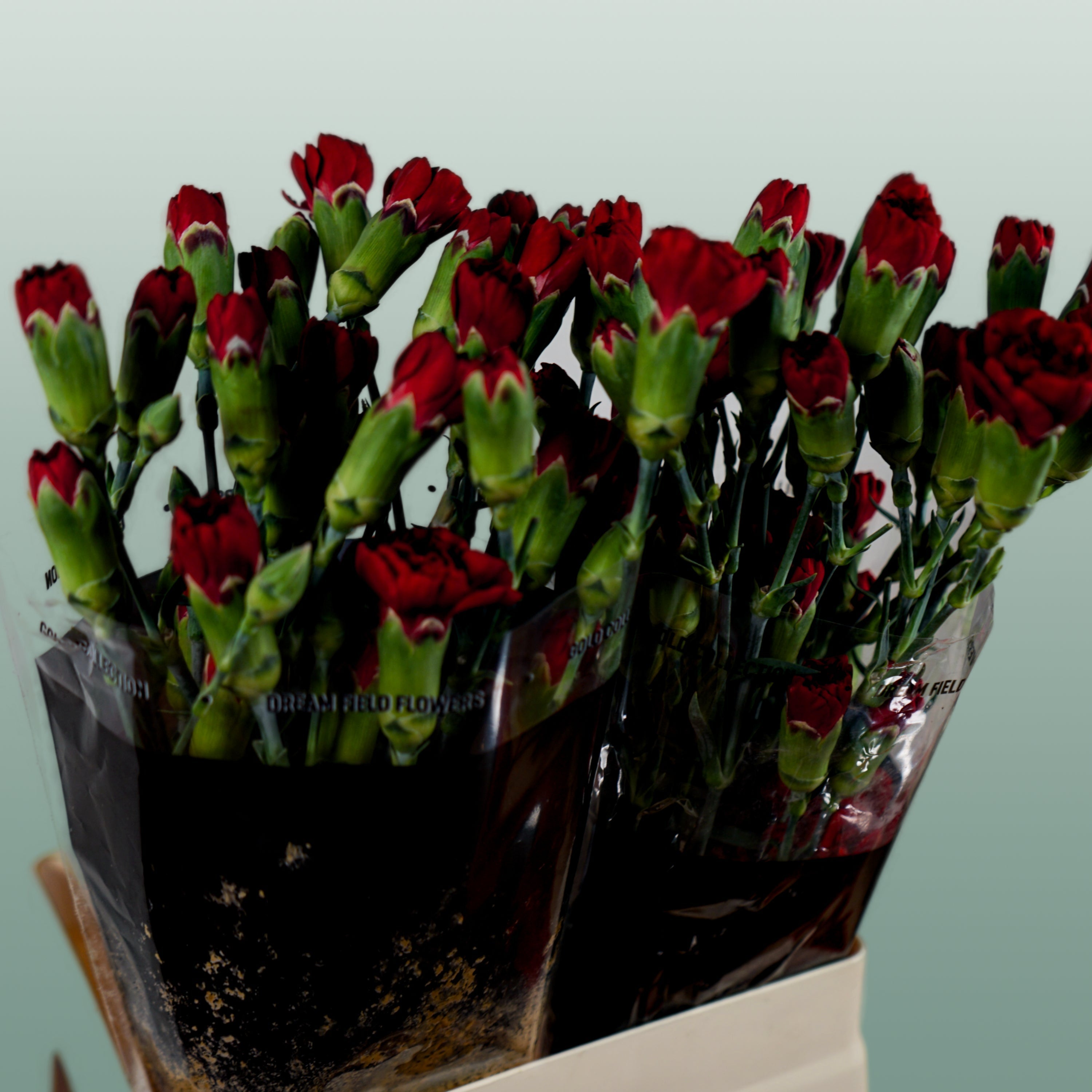 Carnation Spray Chateau