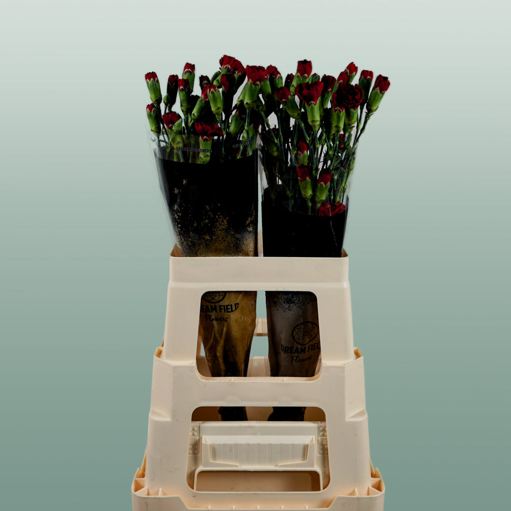 Carnation Spray Chateau