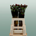 Carnation Spray Chateau