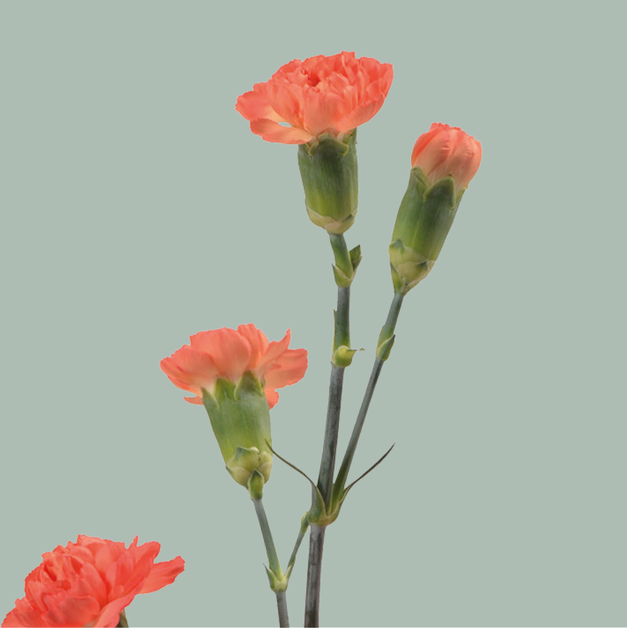 Carnation Spray Uchuva (20 Stems)