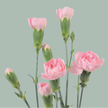 Carnation Spray Zagara (20 Stems)