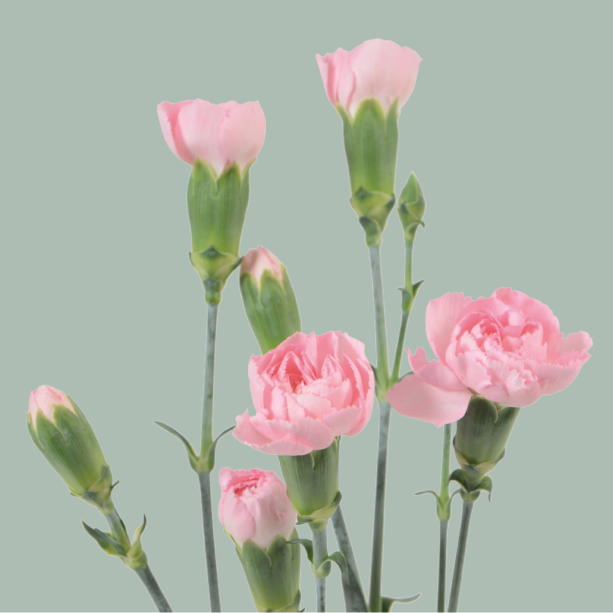 Carnation Spray Zagara (20 Stems)