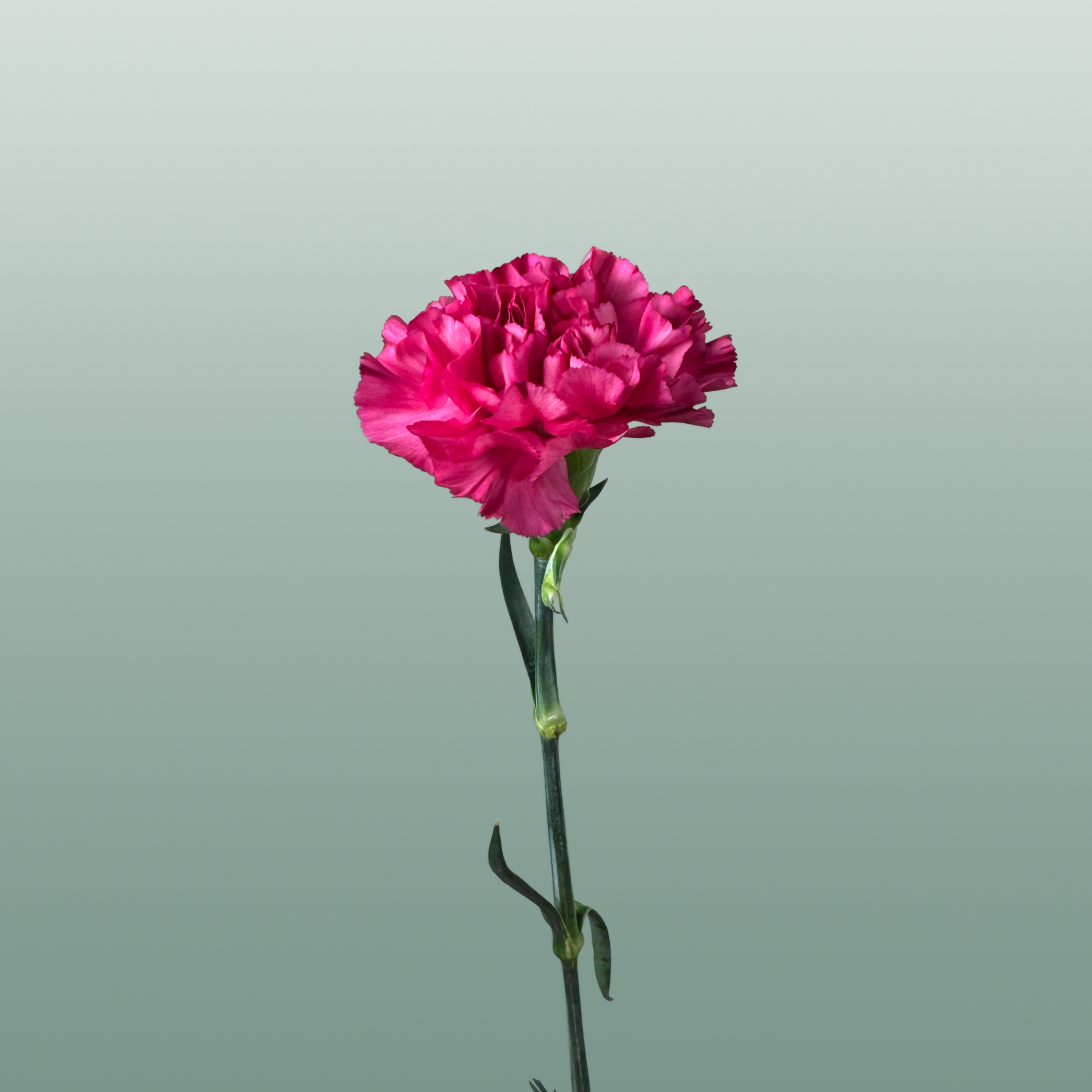 Carnation Standard Bernard