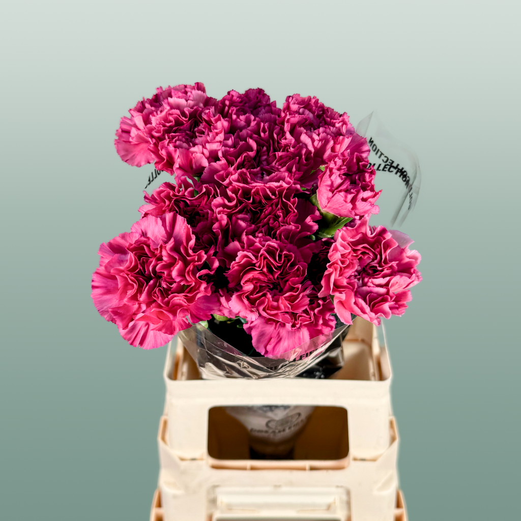 Carnation Standard Bernard