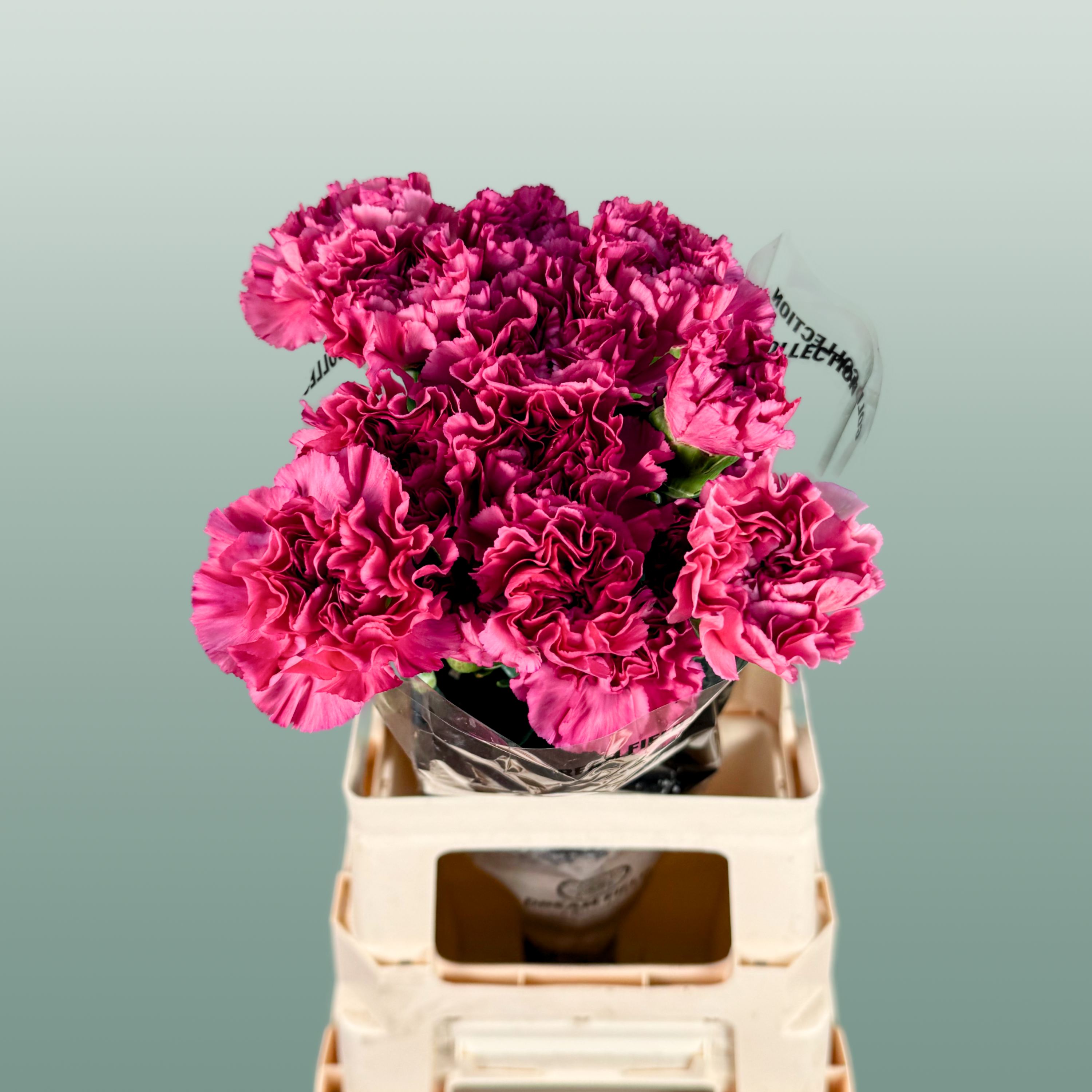 Carnation Standard Bernard