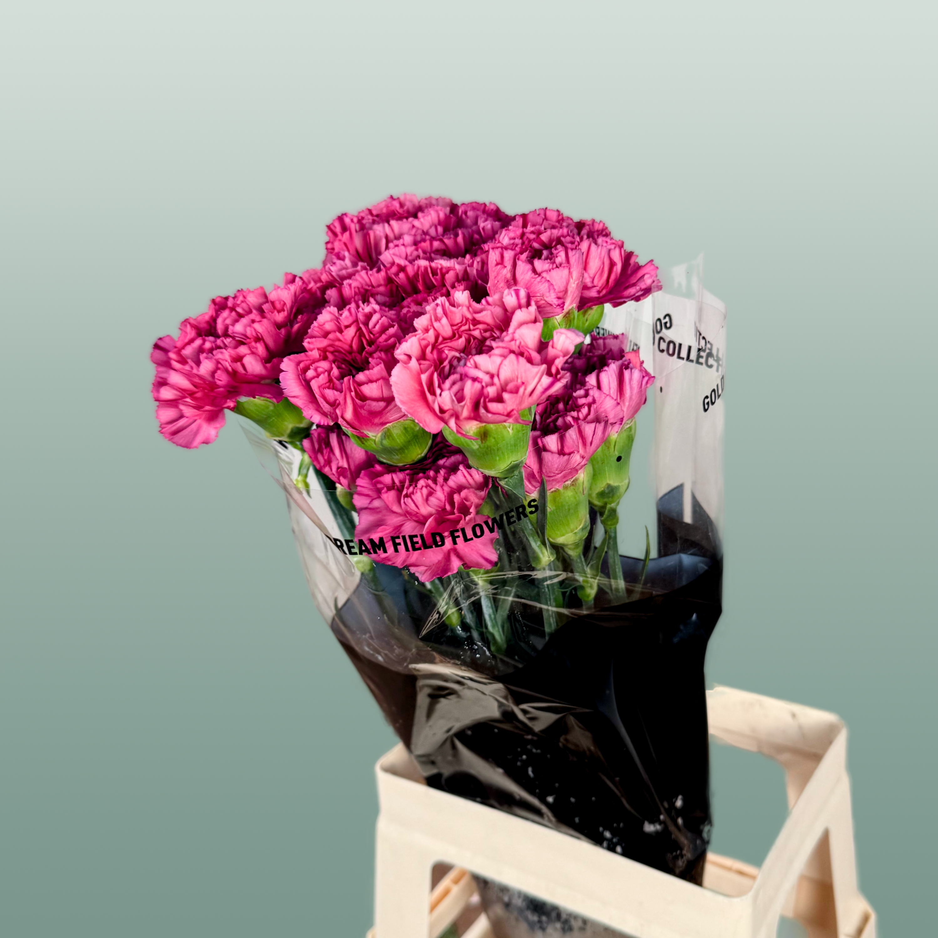 Carnation Standard Bernard