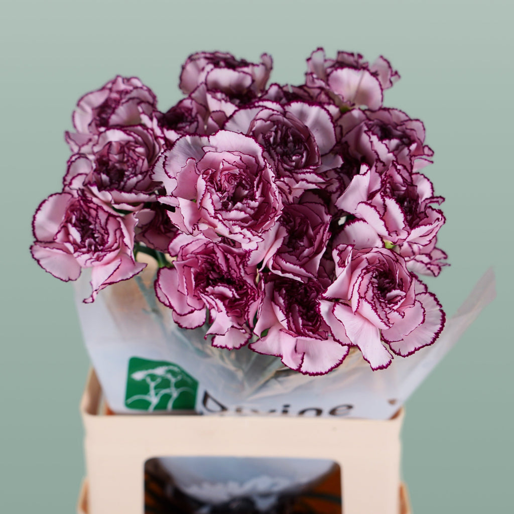Carnation - Dianthus - Royal Damascus