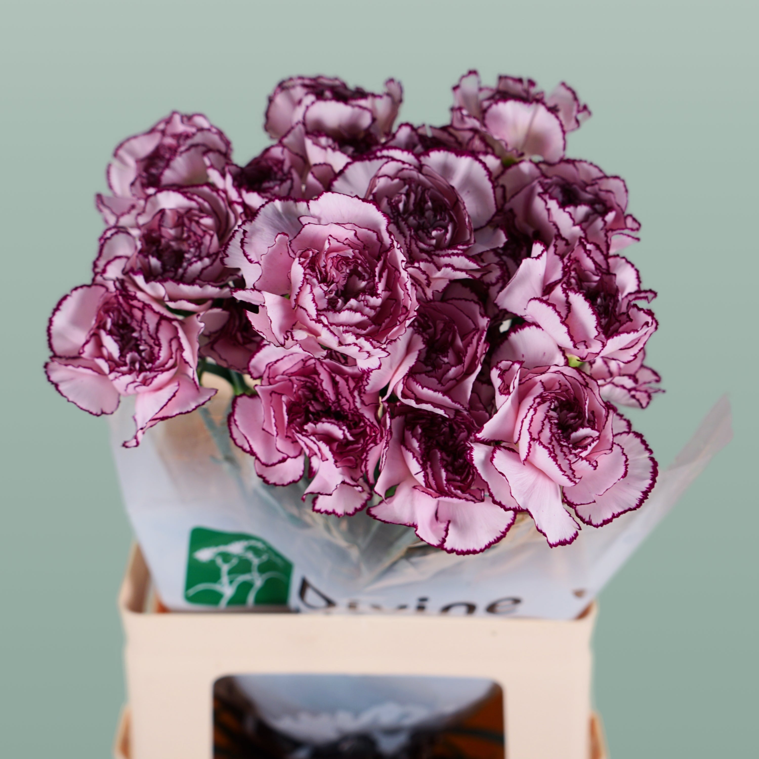 Carnation - Dianthus - Royal Damascus