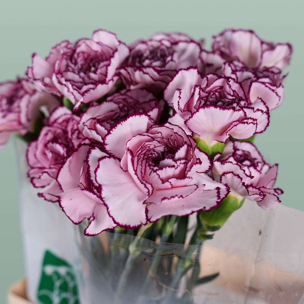 Carnation - Dianthus - Royal Damascus